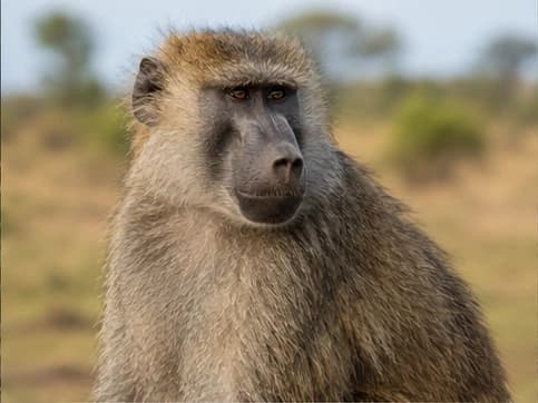 Baboon - random animal generated by Random Animal Generator