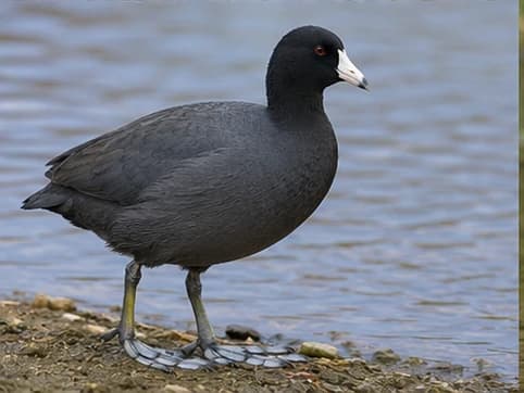 American Coot - random bird generated by Random Bird Generator