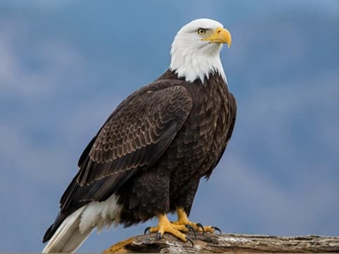 Photo of Bald Eagle