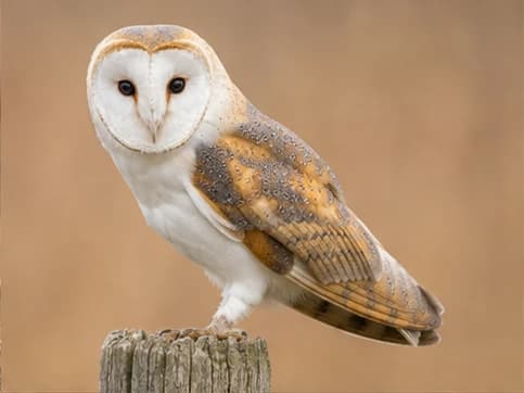 Photo of Barn Owl