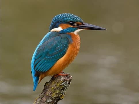 Photo of Common Kingfisher