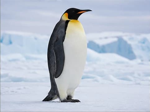 Photo of Emperor Penguin