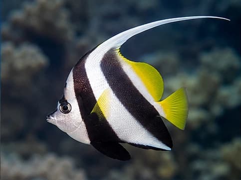 Bannerfish - random fish generated by Random Fish Generator