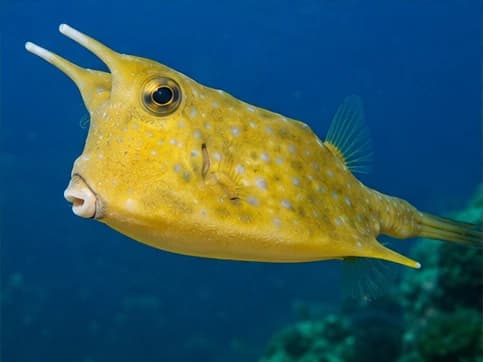 Photo of Cowfish