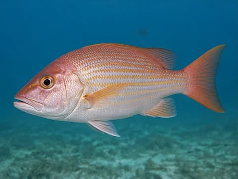 Lane Snapper - random fish generated by Random Fish Generator