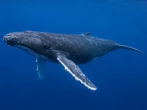 Humpback Whale - random animal generated by Random Animal Generator