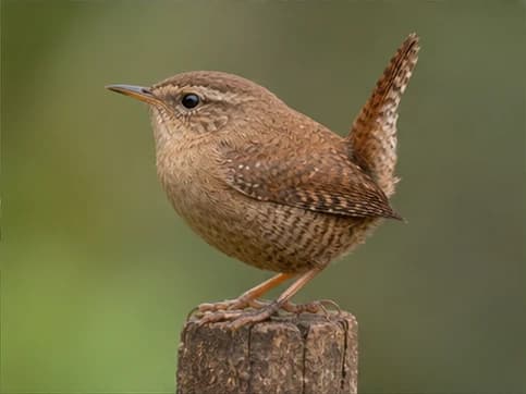 Wren - random animal generated by Random Animal Generator