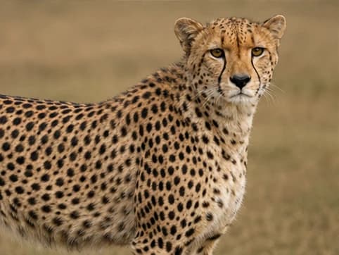 Cheetah