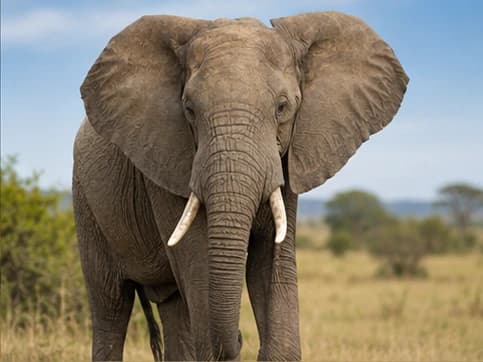 Elephant