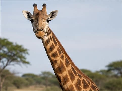 Giraffe