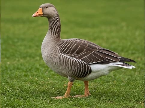 Goose - random animal generated by Random Animal Generator