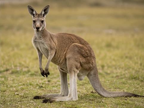 Kangaroo
