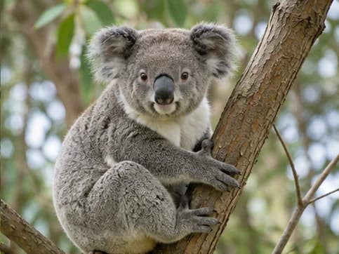 Koala