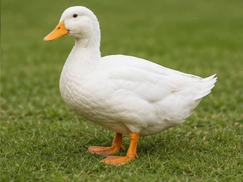 Pekin Duck - random animal generated by Random Animal Generator
