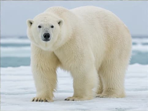 Polar Bear