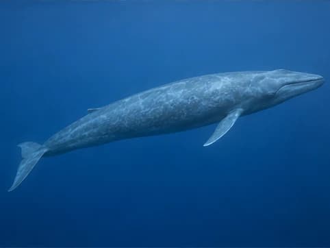 Blue Whale sea animal