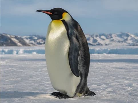 Emperor Penguin