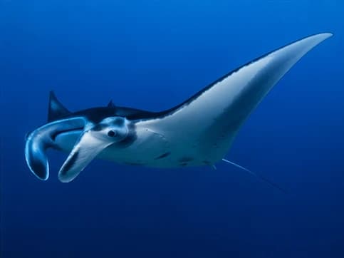 Giant Oceanic Manta Ray sea animal