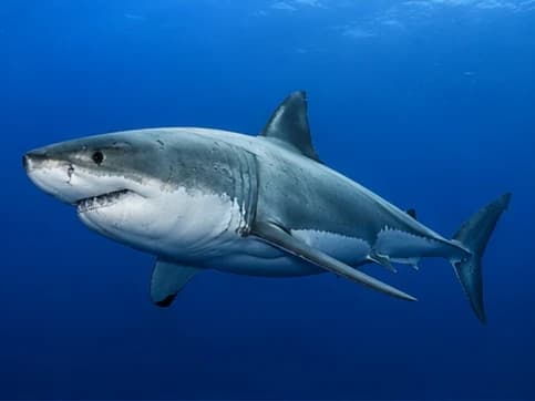 Great White Shark sea animal