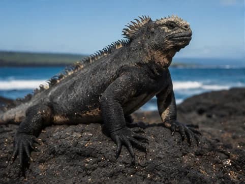 Marine Iguana - random animal generated by Random Animal Generator