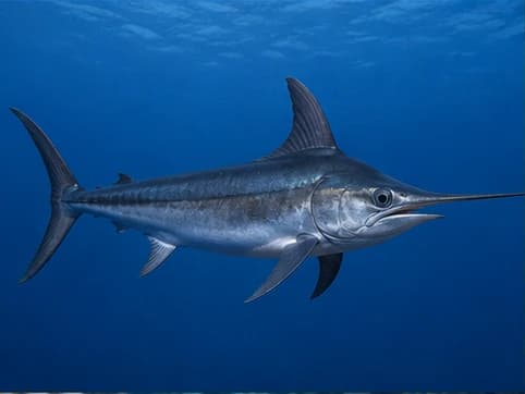 Swordfish - random animal generated by Random Animal Generator