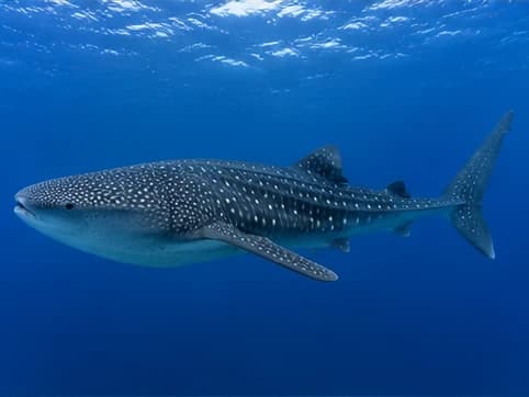 Whale Shark sea animal