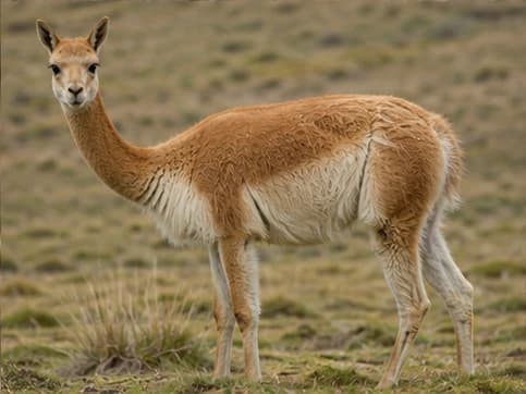 Reference image of Vicuna for a drawing prompt