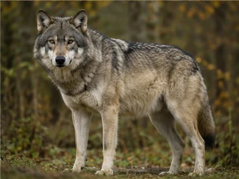 Wolf