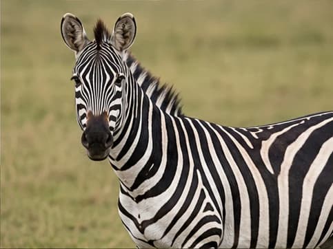 Zebra